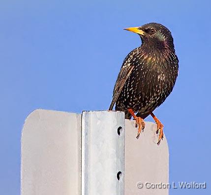 Starling On A Sign_52987.jpg - European Starling (Sturnus vulgaris) photographed at Ottawa, Ontario - the capital of Canada.